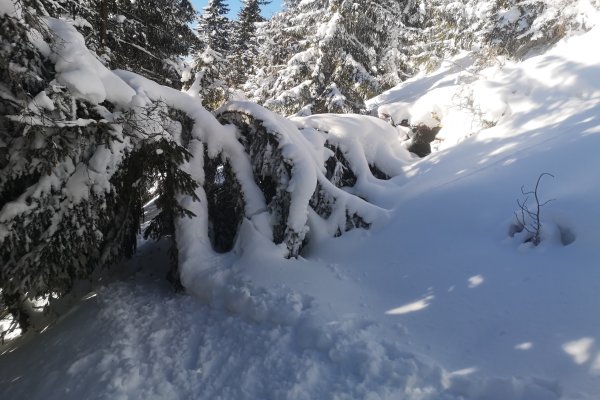 Snehový bunker pod padnutým smrekom