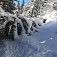 Snehový bunker pod padnutým smrekom