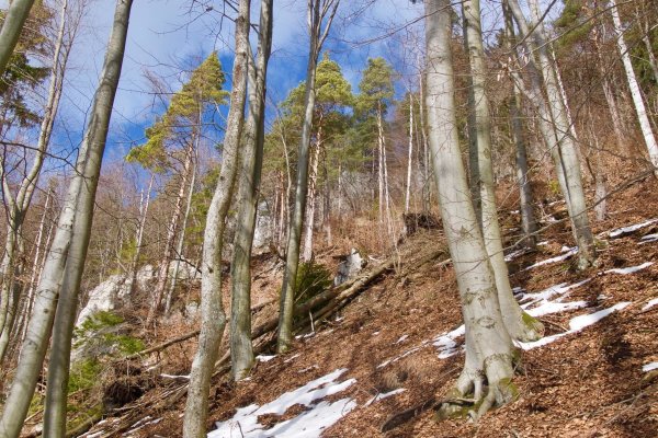 Trasa vedie prevažne bukovým lesom, rastú tu aj borovice a jedle, pomedzi ne sú solitérne skaly