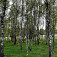 Nádherné brezové hájiky v sedle Uhliská