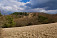 Pekné solitérne borovice