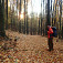 Jesenný les pod Kamenným