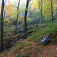 Jesenný les pod Červenicou má svoje čaro