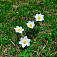 Veternica narcisokvetá