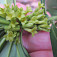 Kvety lykovca vavrínového