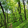 Úzky chodníček príjemným lesíkom medzi Zoborom a Žibricou