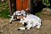 Mini ZOO
