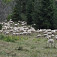 Stádo ovečiek pod Príslopom na spiatočnej ceste