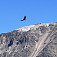 Condor nad Colcou