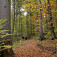 Jesenným lesom