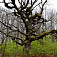 Starý dub pri hrade Földvár (slov. Hradisko)