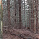 Krásny les v 5. stupni ochrany tesne pod Klenovským Veprom od sedla Varta