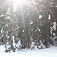 Zimný les na Maretkinej