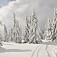 Stromy obťažkané snehom pod vrcholom Andrejcovej hustnú