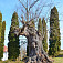 Prastarý strom pri kostole v dedine Tovarnianska Polianka