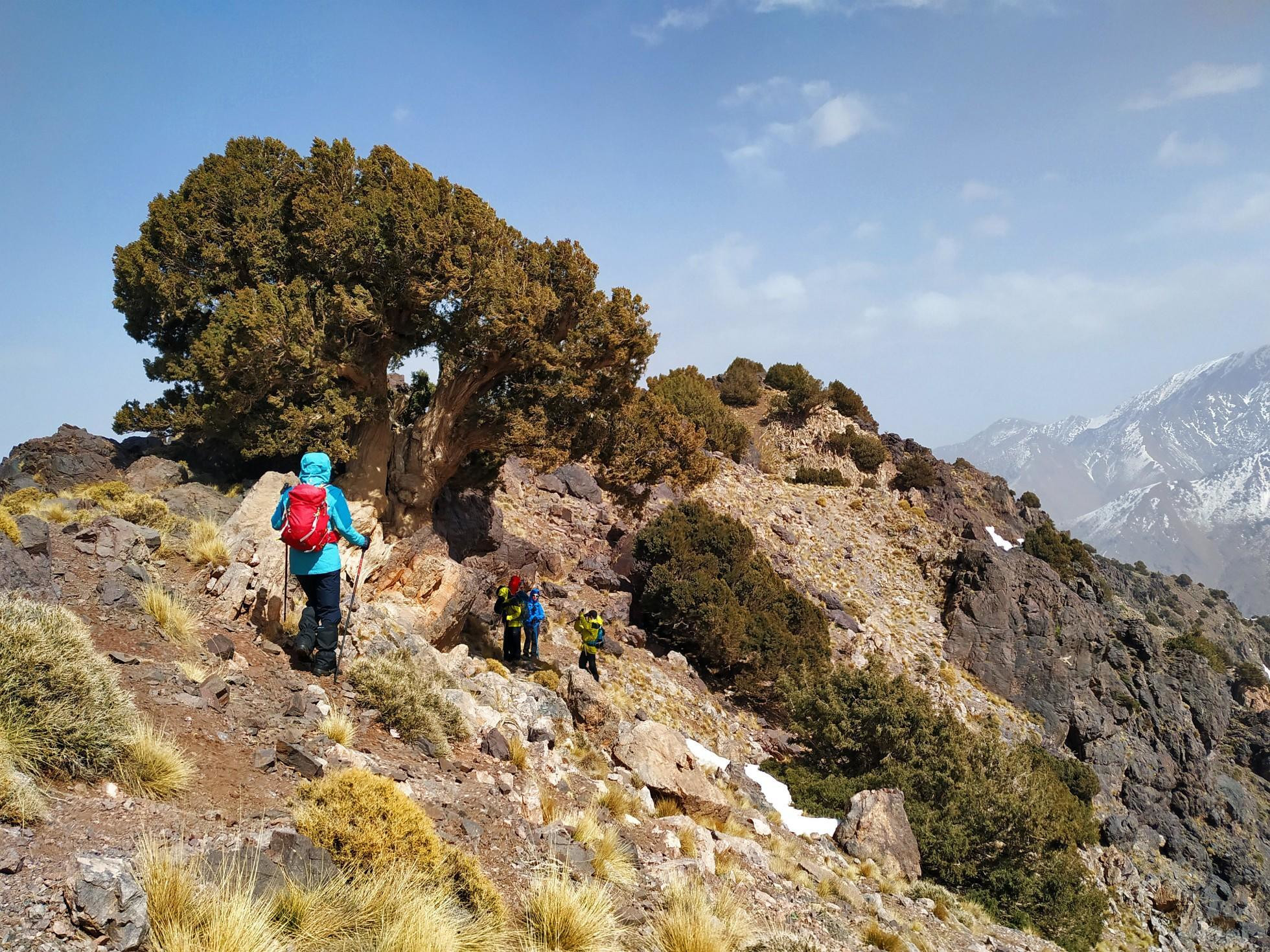 Na hrebeni nad sedlom Tizi n&#039;Mzik (2480 m), Juniperus thurifera (Spanish juniper, španielska borievka)