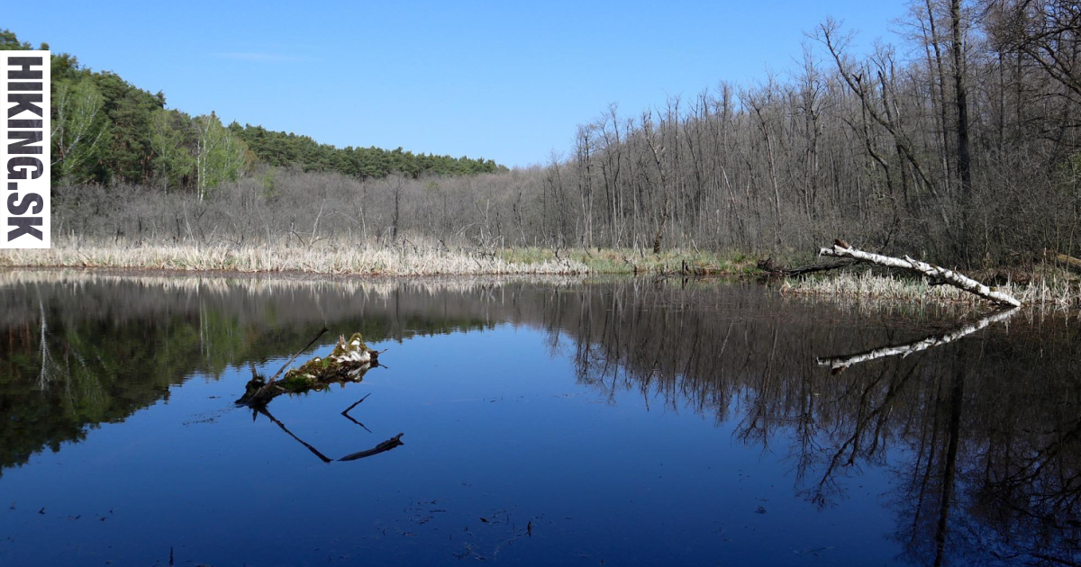 Hiking basecamp: Po stopách lesnej železničky na Záhorí a za vtákmi na Senianske rybníky