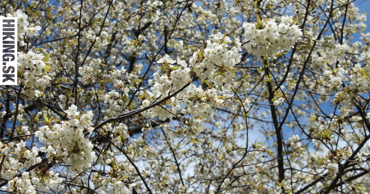 Hiking basecamp: Za rozkvitnutými čerešňami, do jarného Tribeča a poľských Roháčov