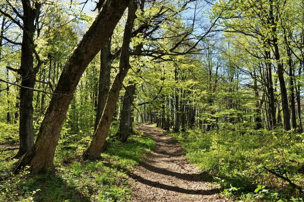 Sviežo zelené útroby lesa pri putovaní na Borsukov vrch