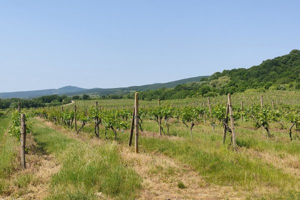Výhľady cestou vinohradmi