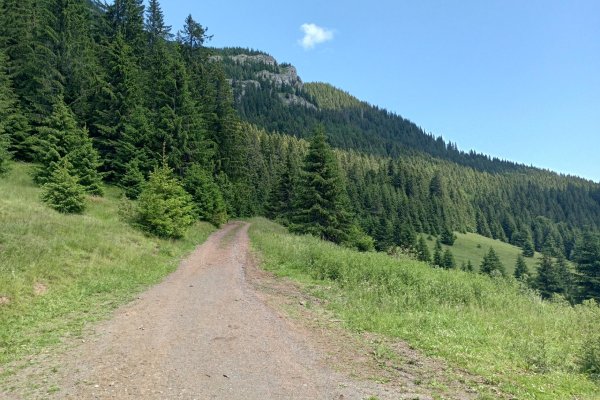 Lesná cesta, z ktorej sa treba na Ohnište vydať odbočením vľavo do strmého lesa