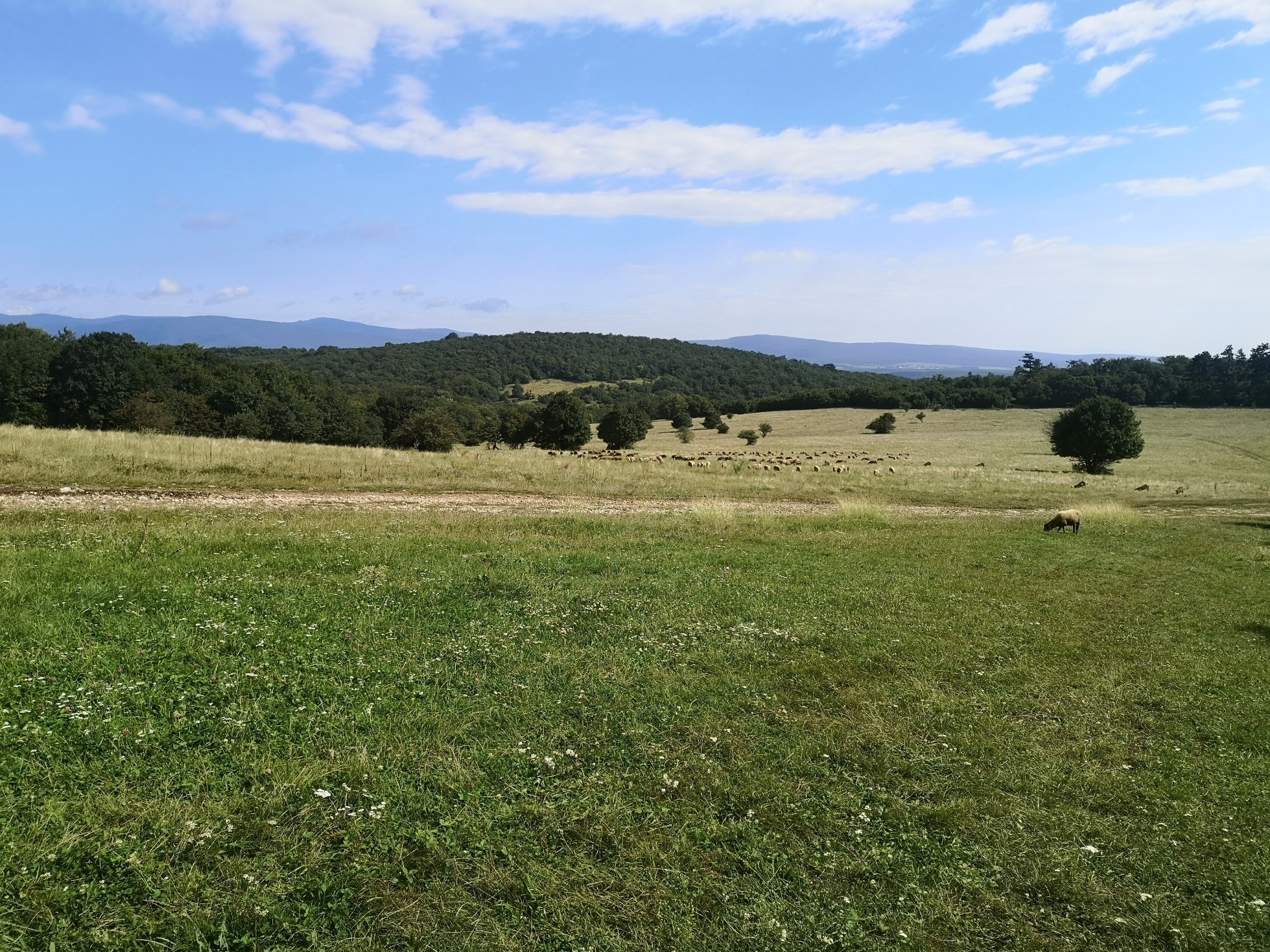 Letná pohoda na pastvinách k okolí Ladislavovej vyvieračky