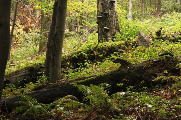 Stáročné buky zapojené do kolobehu látok v pralese