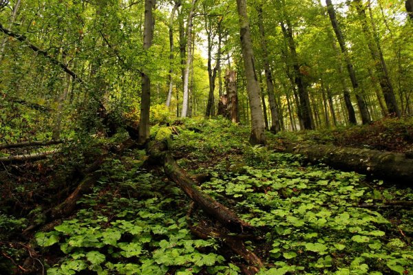 Prirodzený les udržiavajúci vlhkosť lesného prostredia