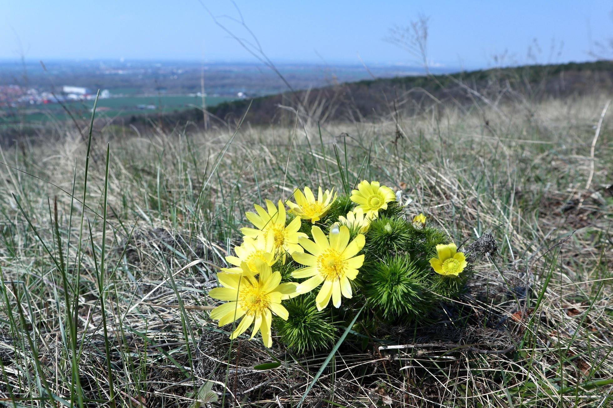 Jarné kvety na Sedliskách. Foto - Soňa Mäkká