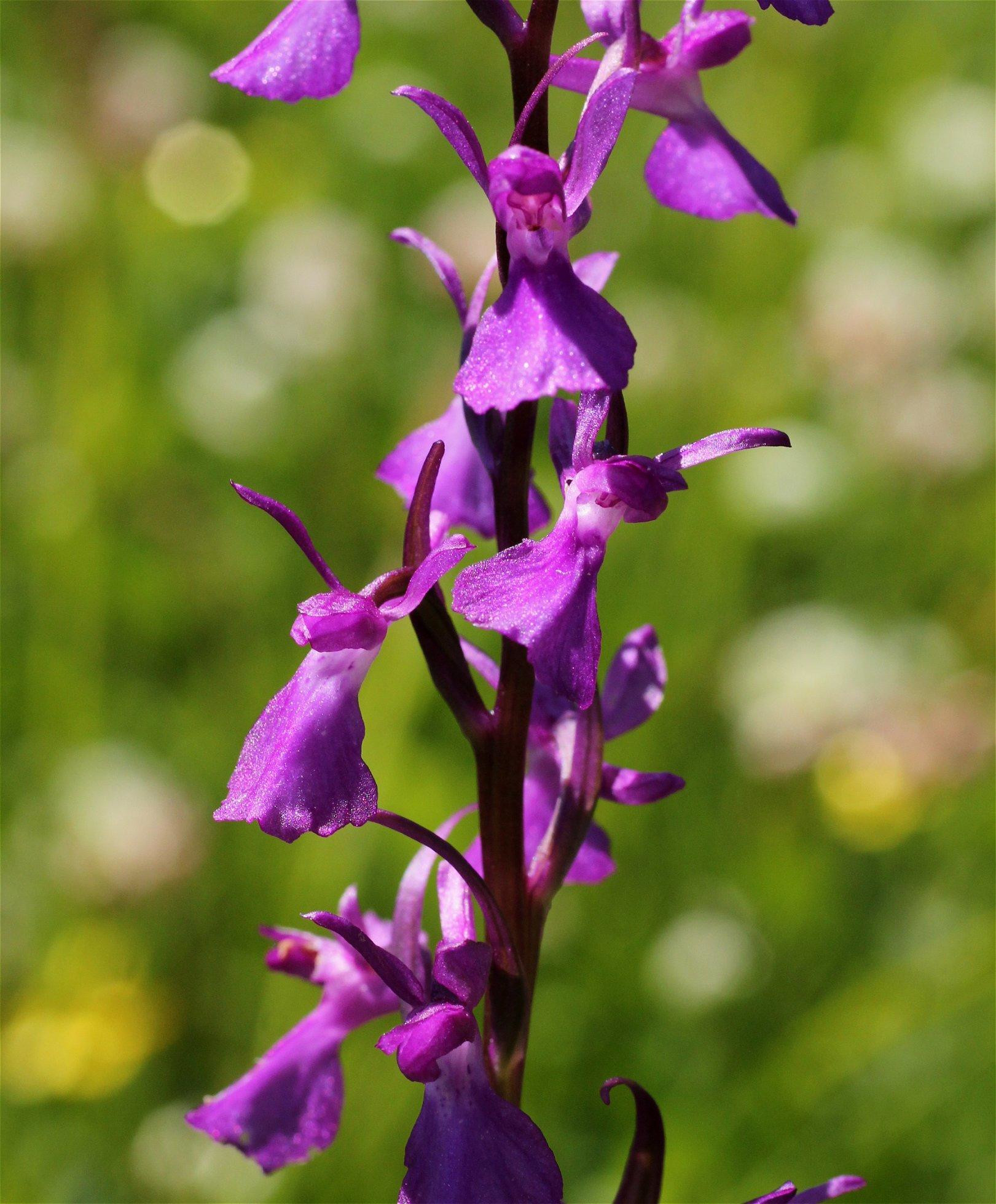 Extra: Orchidey nie sú len exotika, ale aj klenoty slovenskej flóry - HIKING.SK