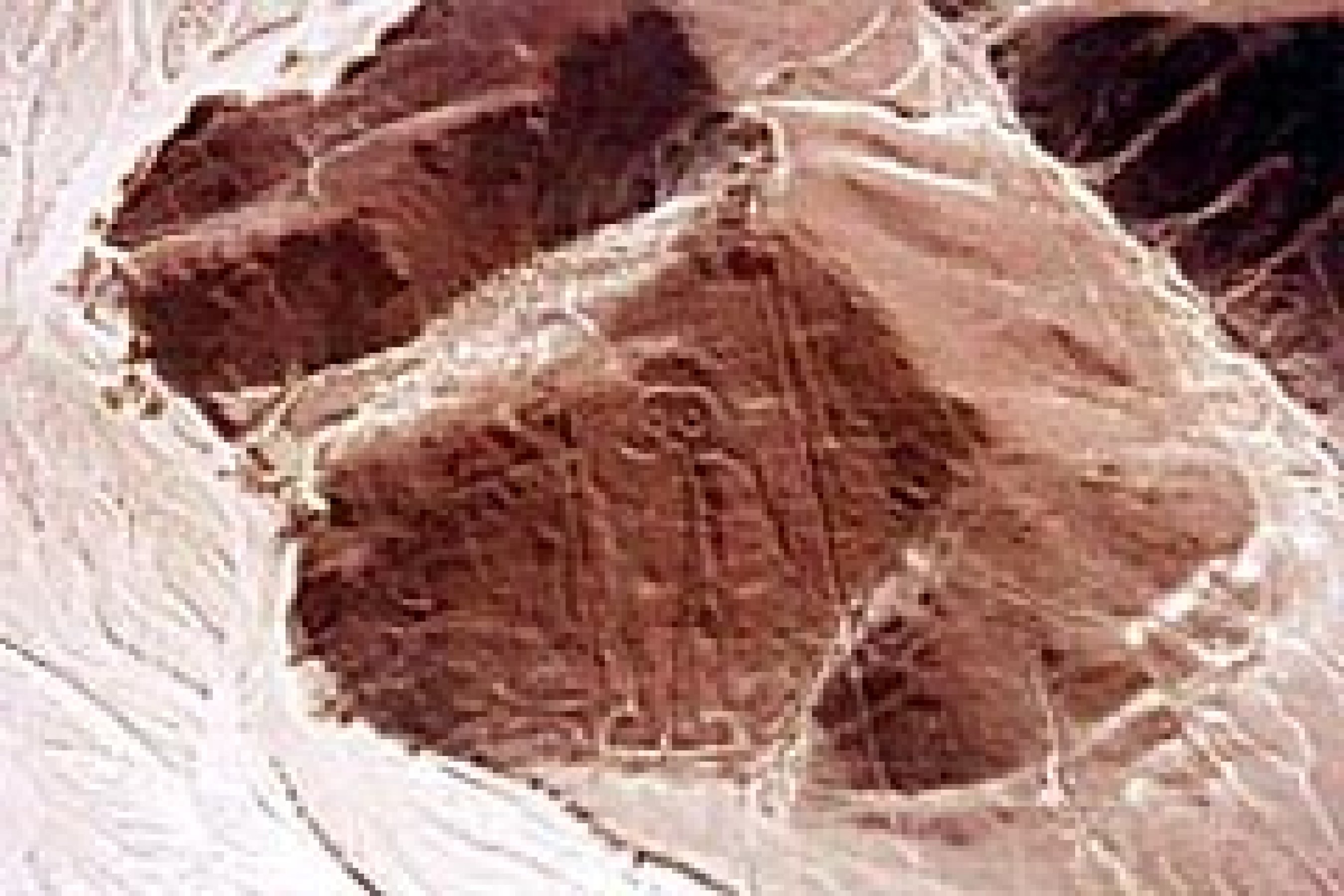 big_nazca.jpg?p=2700x1800