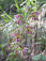 kruštík širokolistý (Epipactis helleborine)