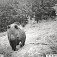 Rozmazaný snímok najväčšieho z nasnímaných medveďov, ukázal sa len raz