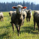 Miestne ovečky na paši pod Kriváňom (autor fotky Matúš Morong)