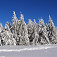 Stromy pod ťarchou snehu