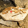 Kosti jaskyného medveďa v Plaveckej jaskyni