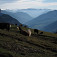 Kravičky a v pozadí údolie Val di Fassa