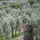 Olivový sad pri zámku Sezzate