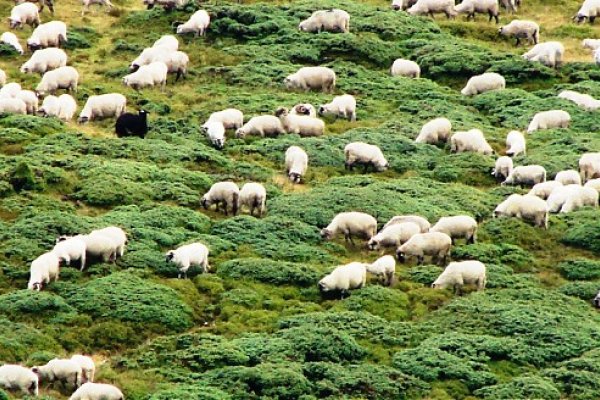 Takéto stáda oviec sú všade, pasú sa aj na tých najstrmších svahoch.