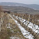 Zimný vinohrad nad Svätým Jurom