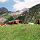 kravy pri vodopáde nedaleko Kaiser-Franz-Joseph-Höhe