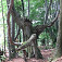 Jeden z mnohých bizarne tvarovaných stromov na svahoch pod Plevňou