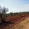 Olivovníky vo vnútrozemí 