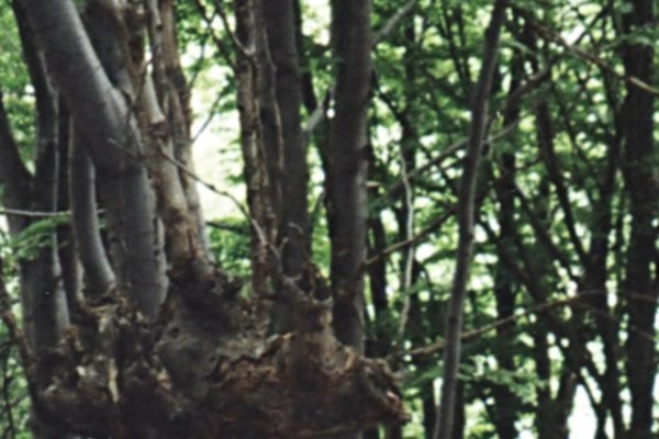 4 stromy z jedného kmeňa, Jasovská planina