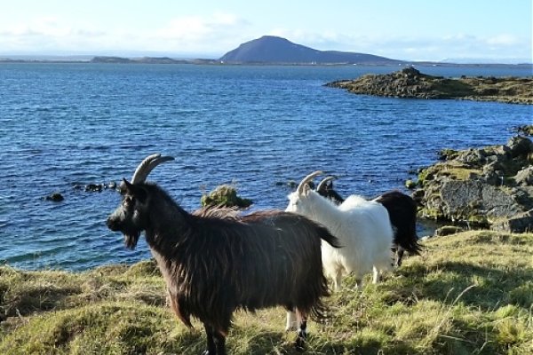 Okrem tradičných oviec môžete pri jazere vidieť aj kozy