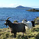 Okrem tradičných oviec môžete pri jazere vidieť aj kozy
