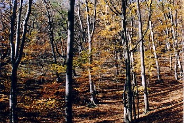 Jesenné stromy cestou hore