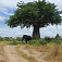 Exuperyho baobab aj so slonom