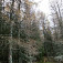 Smrekovcový lesík pod vrcholovými pasážami Kojšovskej hole