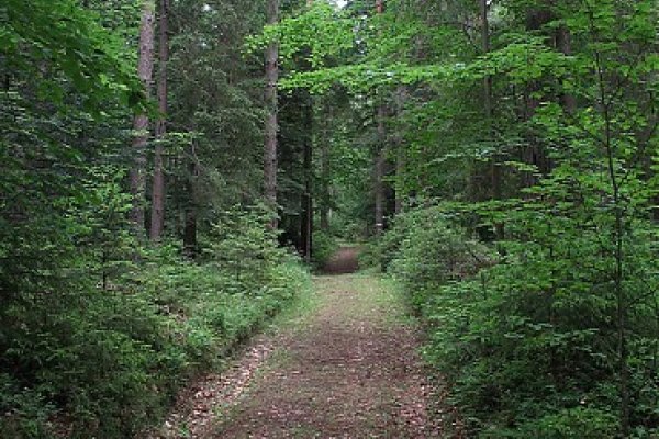 Upravená lesná cesta voňavým lesom